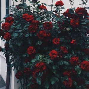 Meet your Posher, Amari